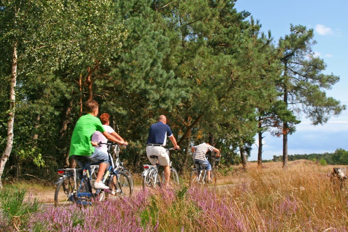 Fietsen klaar voor verhuur langs een Drents fietspad in het bos
