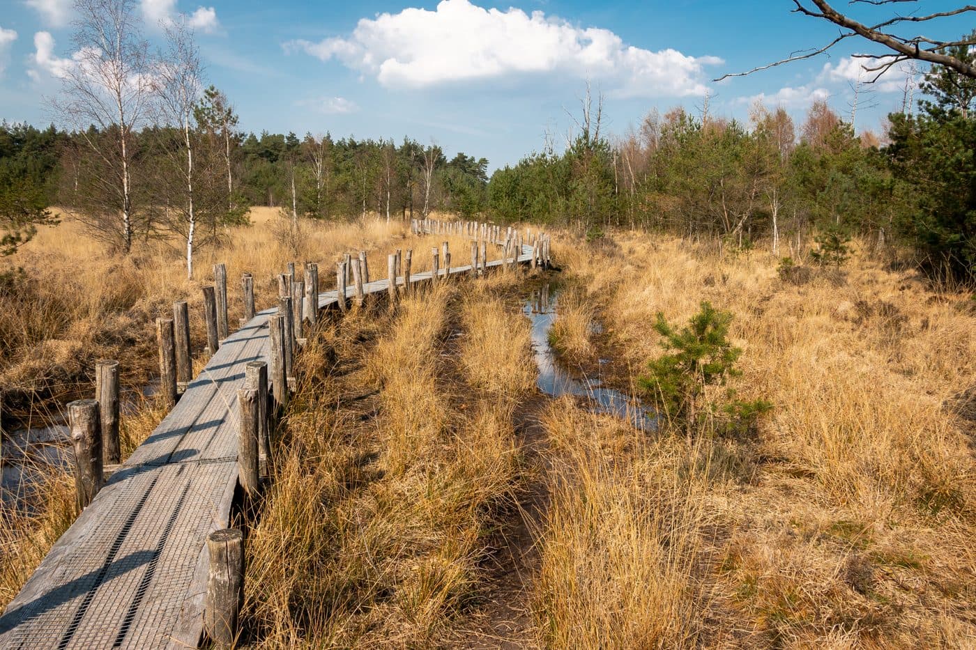 Wandelpad door het Drentse heidelandschap met paarse heide in bloei
